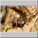 Priocnemis sp - Wegwespe 12a 8mm mit Wolfsspinne - Trochosa sp.jpg